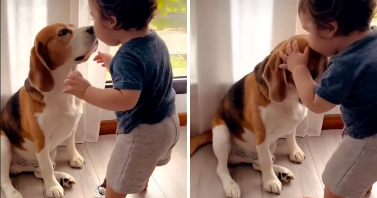 A Heartwarming Bond: A Toddler and His Beagle